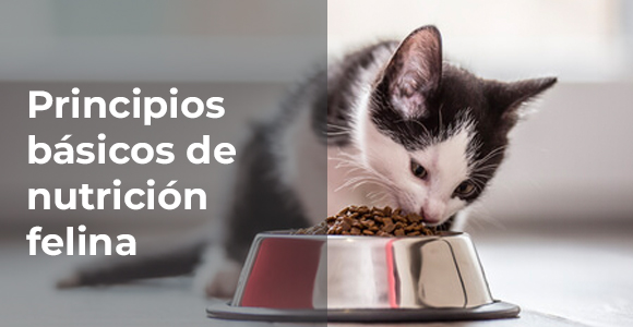 Principios básicos de nutrición felina