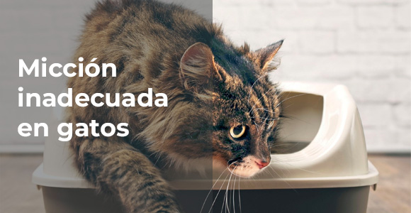 Micción inadecuada en gatos: problemas más frecuentes y cómo solucionarlos